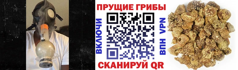 дарнет шоп  Саки  Псилоцибиновые грибы мицелий 